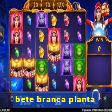 bete branca planta