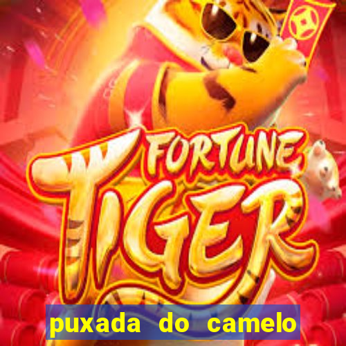 puxada do camelo jogo do bicho